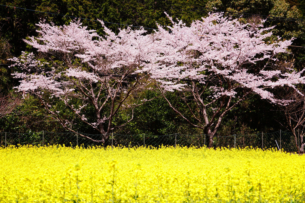 福岡の久山にある御料理茅乃舎の前の桜並木
