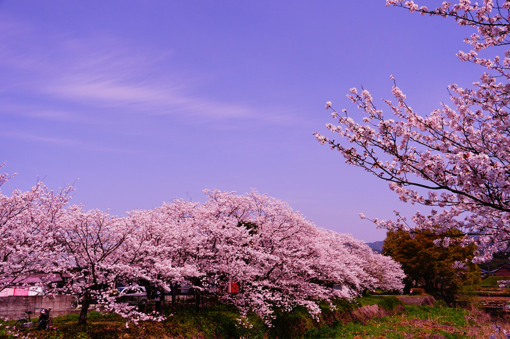 福岡県糟屋郡久山町の桜
