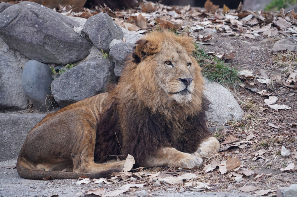 サファリのライオン