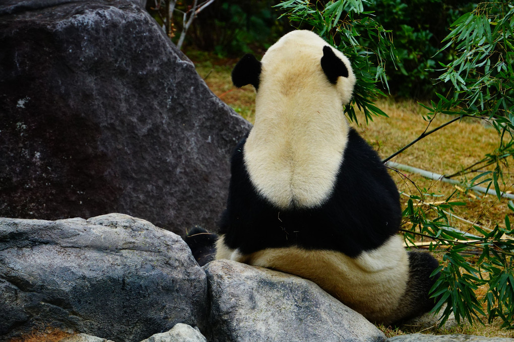 上野動物園のパンダのお父さん