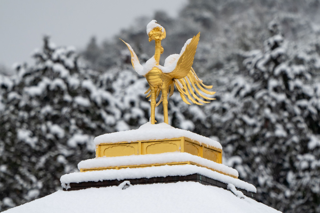 冬の金閣寺の鳥たち
