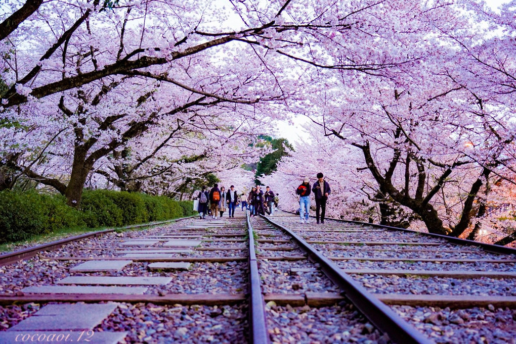 桜色の空間