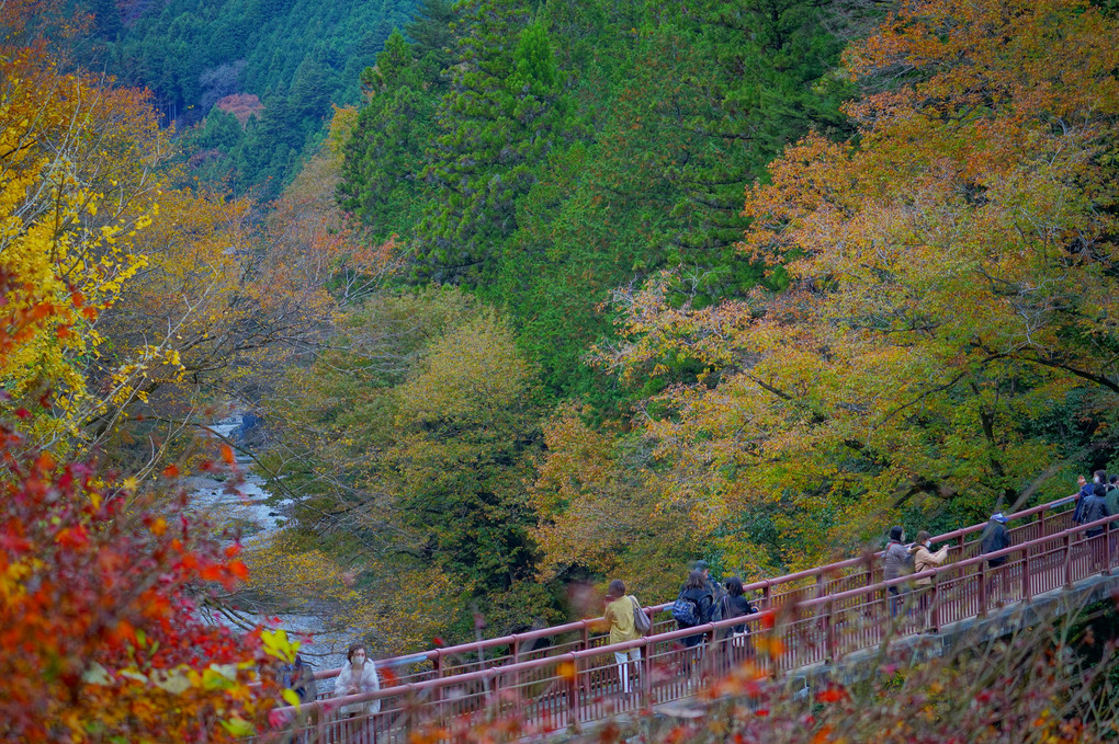 紅葉の秋川渓谷