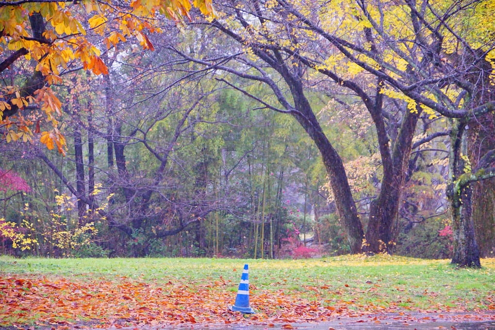 雨の昭和記念公園