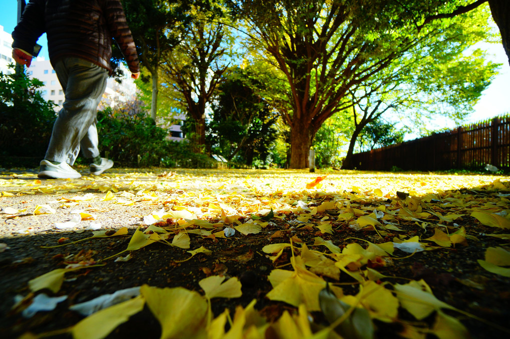 都会の紅葉