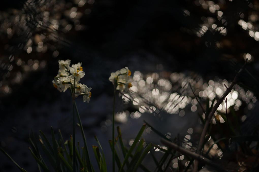 冬の花