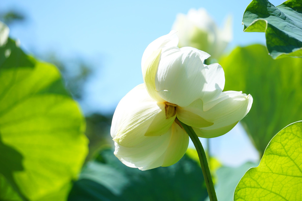 美しい蓮の花たち