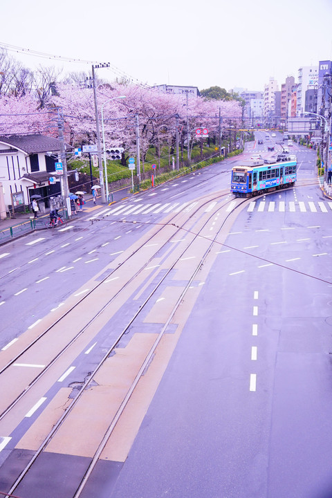 桜の季節の東京さくらトラム