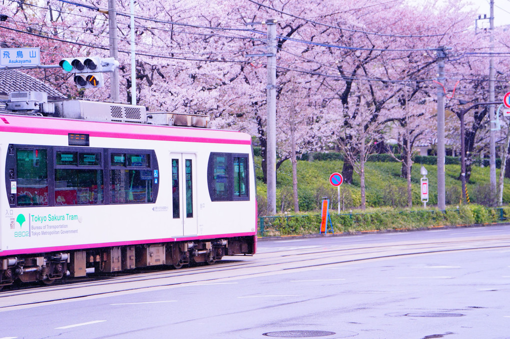 桜の季節の東京さくらトラム