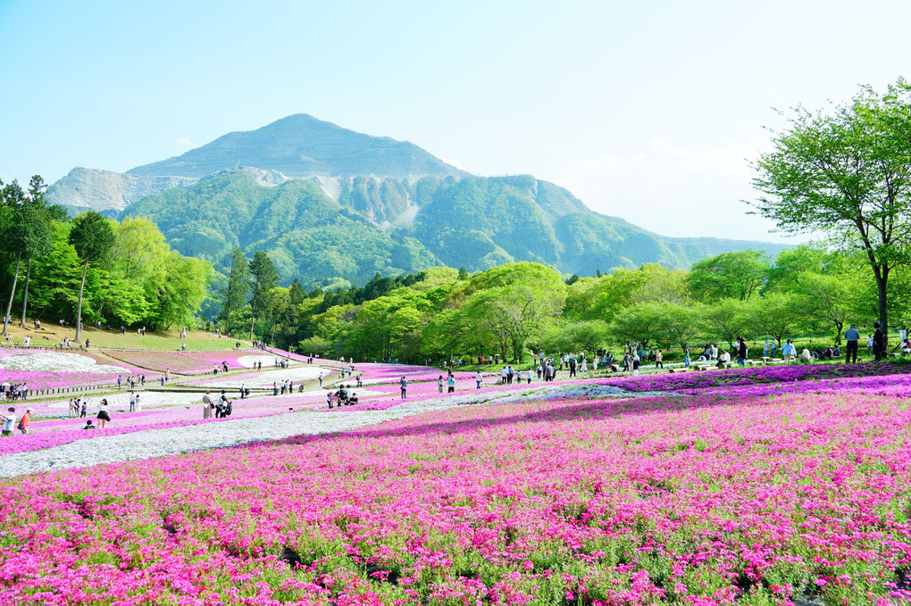 武甲山と芝桜