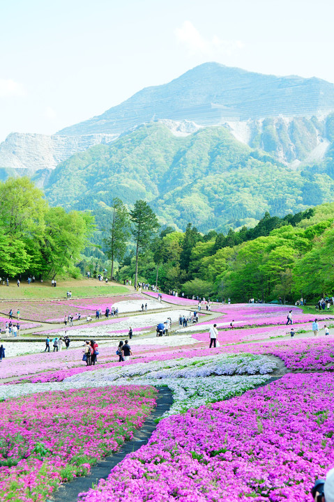 武甲山と芝桜