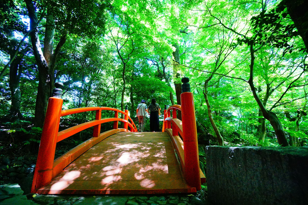 新緑の小石川庭園