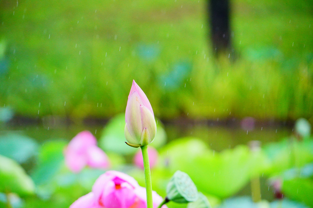 雨にぬれても♪