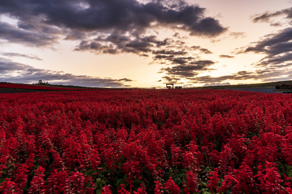 赤い絨毯の丘