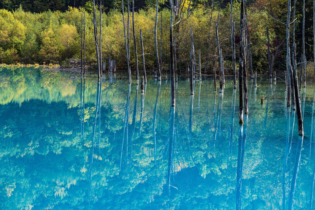 鏡の青い池
