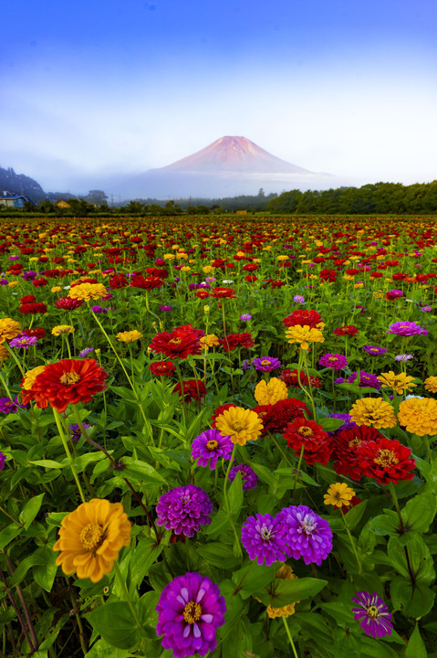 朝焼けの富士山と百日草