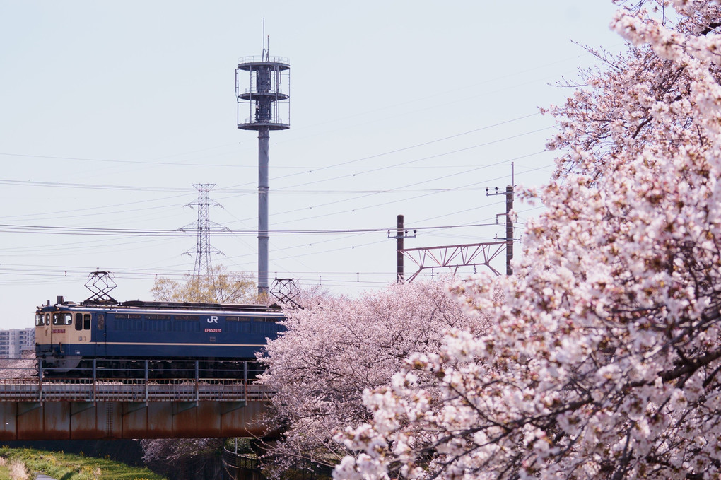 EF65×桜
