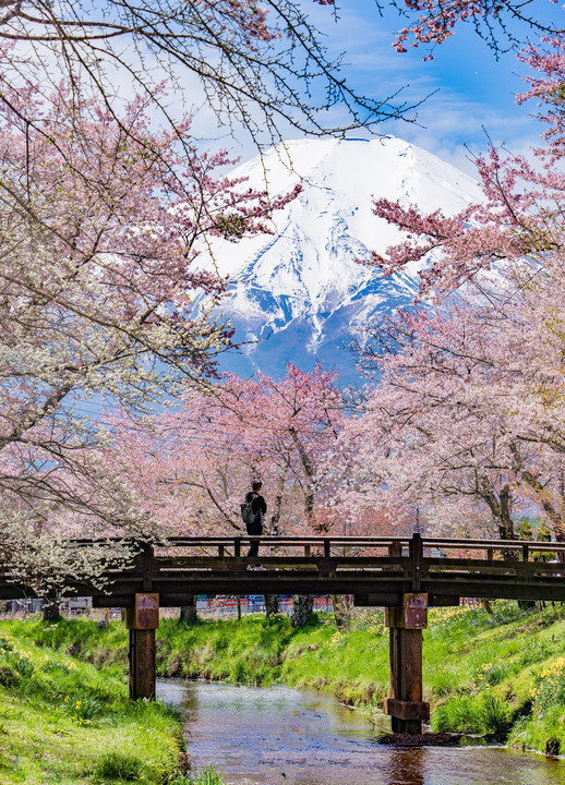 富士と桜と