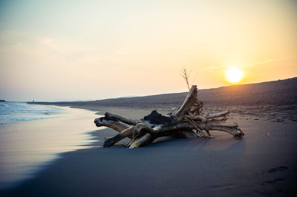 Driftwood