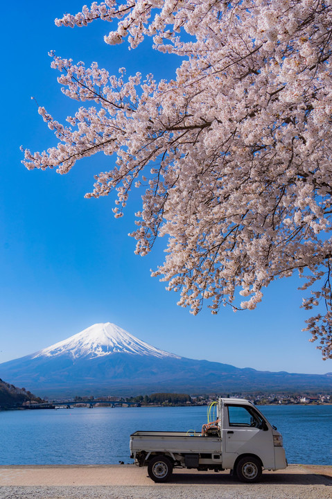 桜と富士と軽トラと