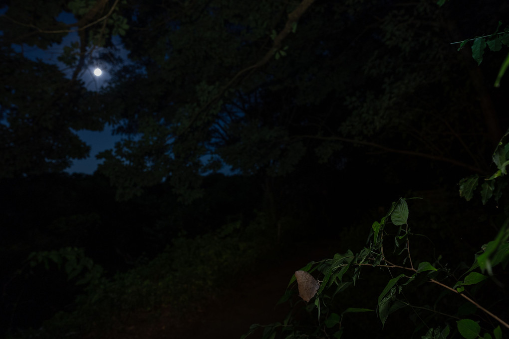 夜の森