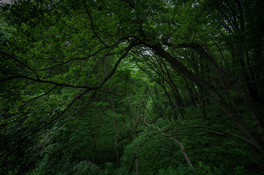 深緑の森