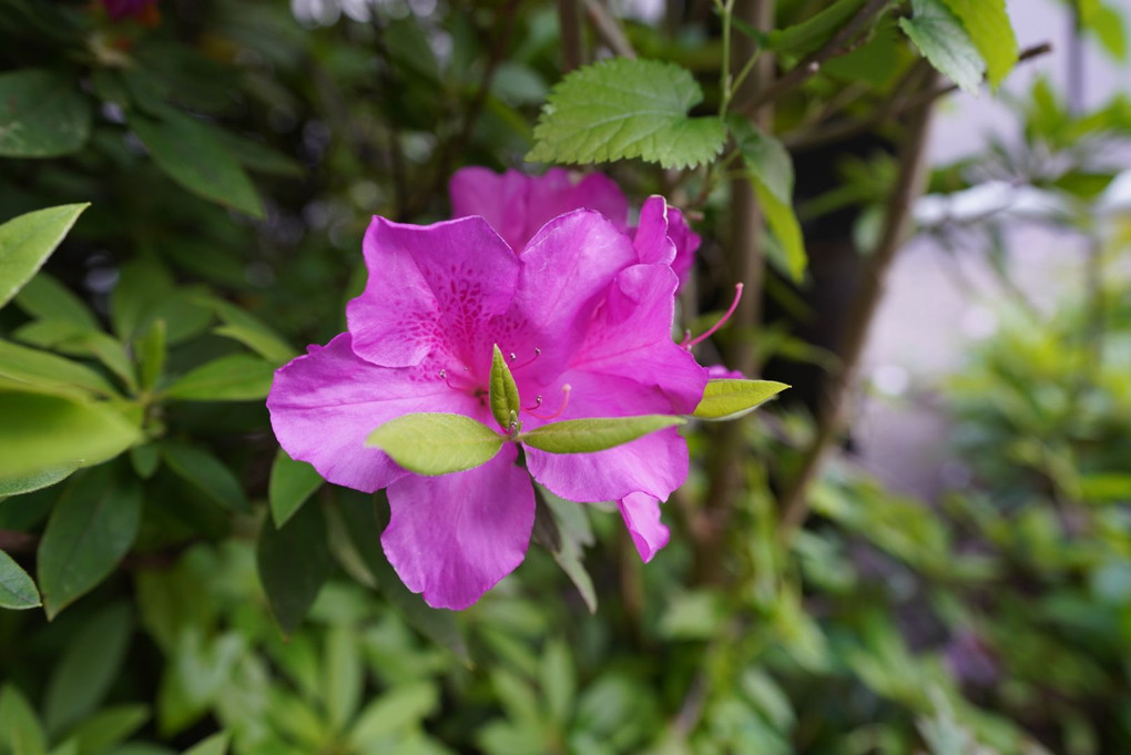 大森散策　お花編