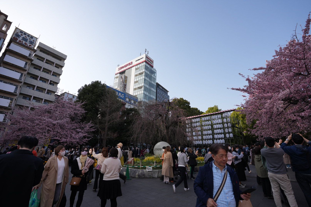 上野散策　桜満開