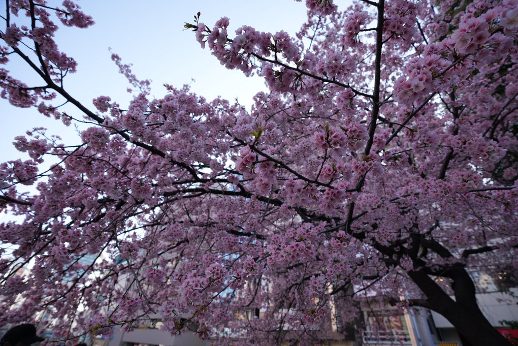上野散策　桜満開