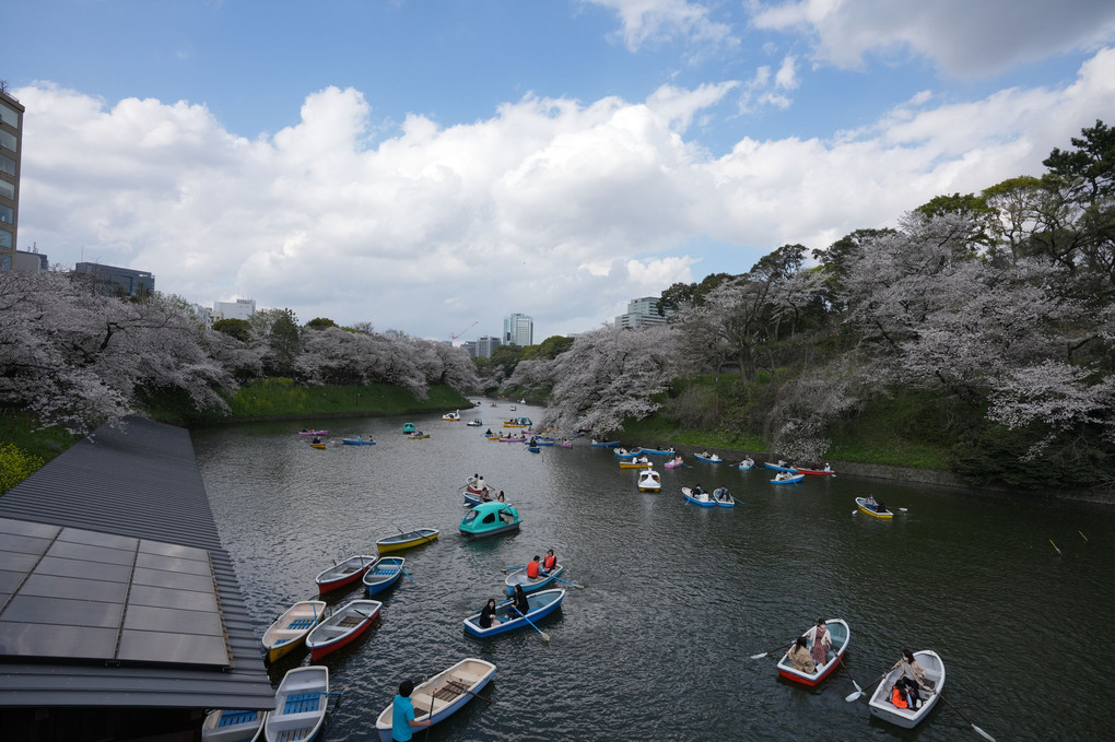 千鳥ヶ淵散策