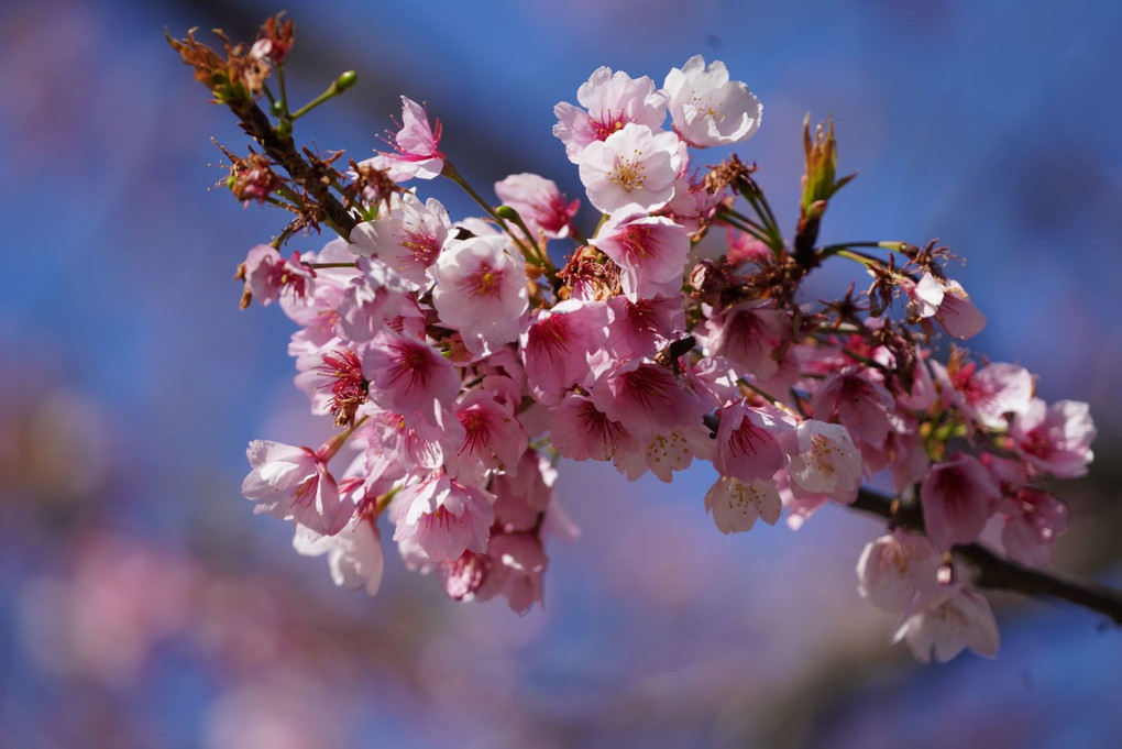 日比谷公園　桜満開！