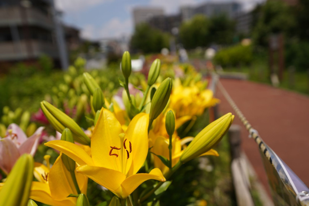 旧東海道散策