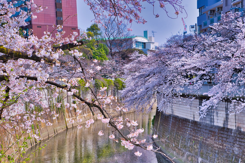 神田川の桜2020