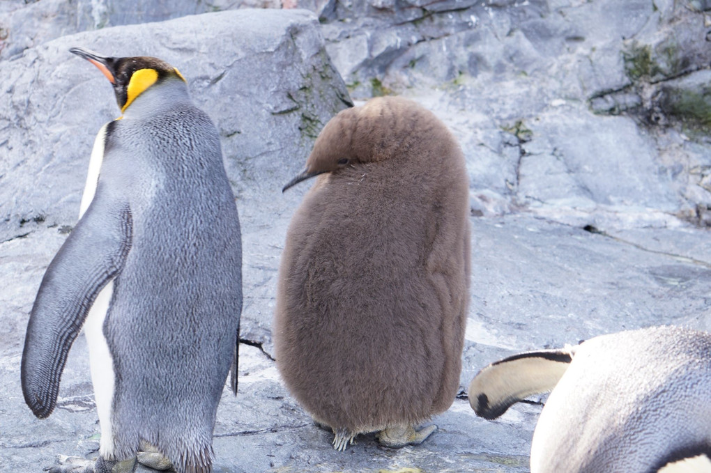 ペンギンは鳥だった