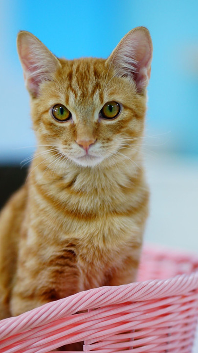 保護猫カフェでにゃんこ撮り