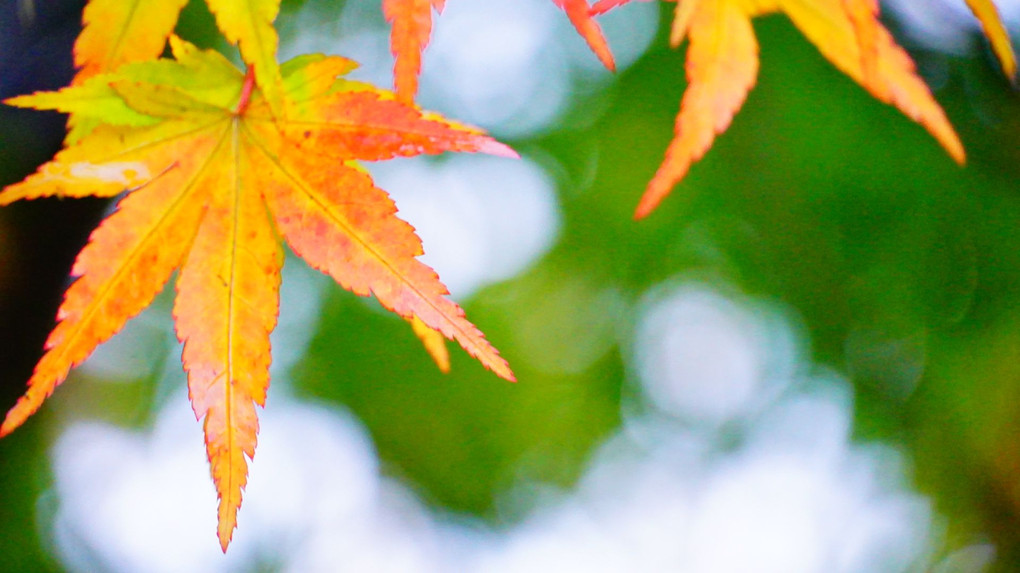 日光、紅葉、見頃♪