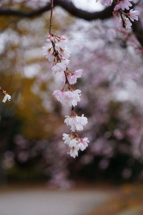金沢城公園の十月桜