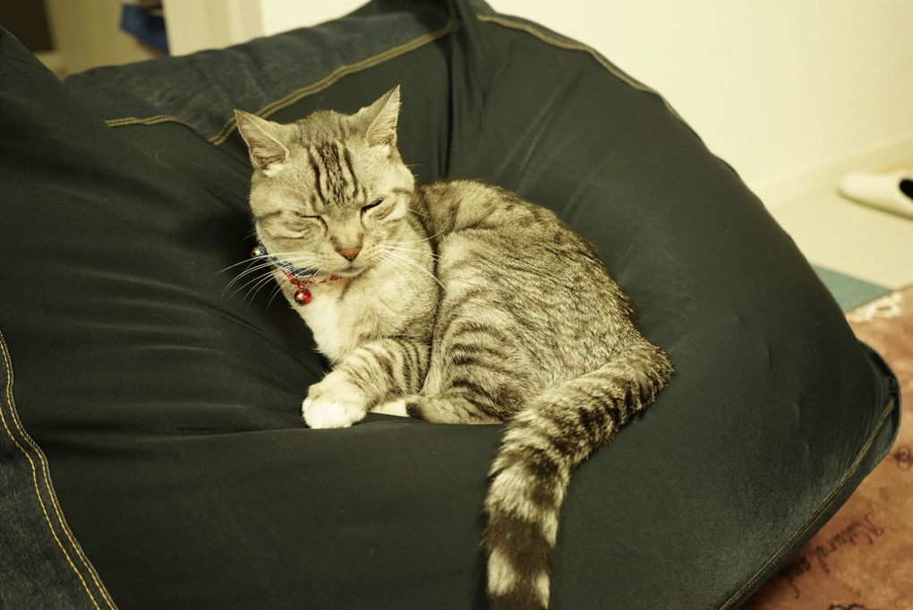 猫もダメにするソファ？