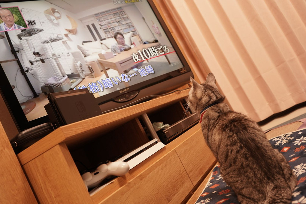 テレビに猫がいたよ！