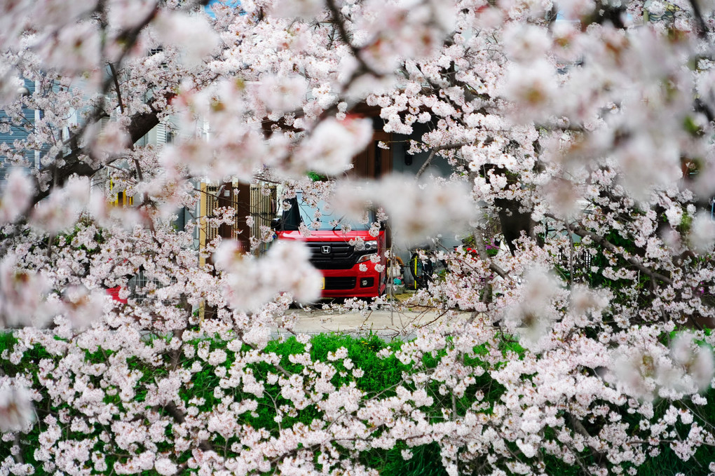 桜に囲まれた赤い車