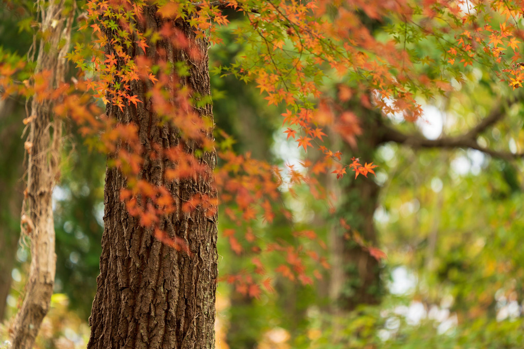 山の紅葉