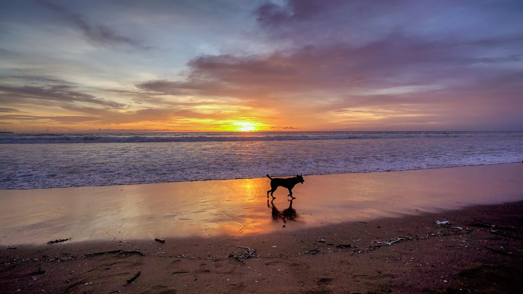 Sunset and Dog
