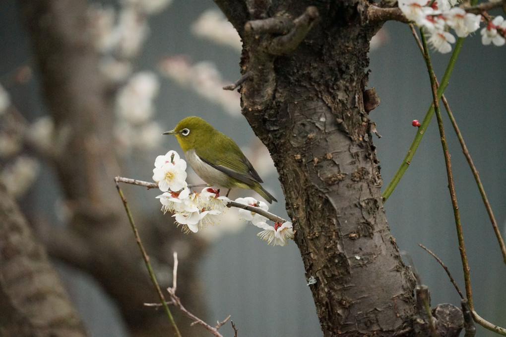 春の訪れ春のⅡ