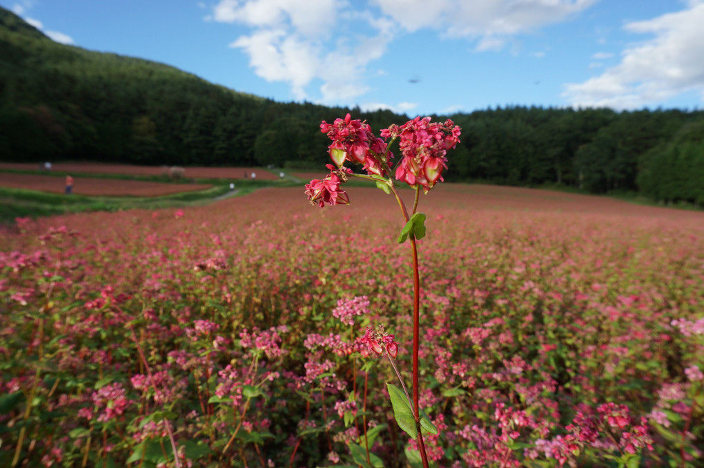 赤そばの花