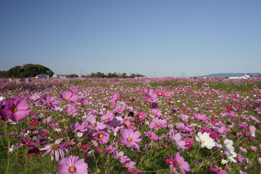 斑鳩の里に咲く秋桜