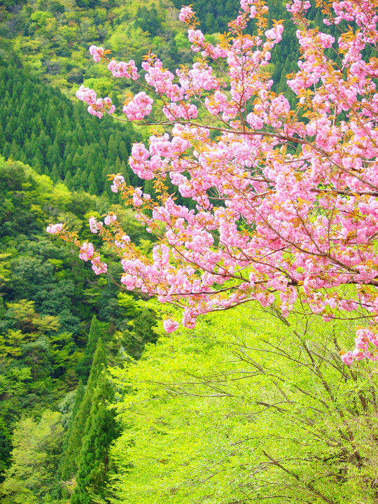 いにしへの奈良の都の八重桜けふ九重ににほいぬるかな