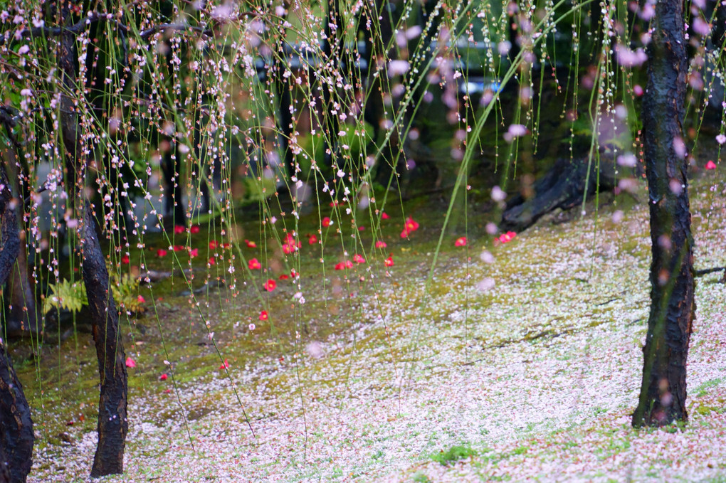 雨に滴る神苑の梅