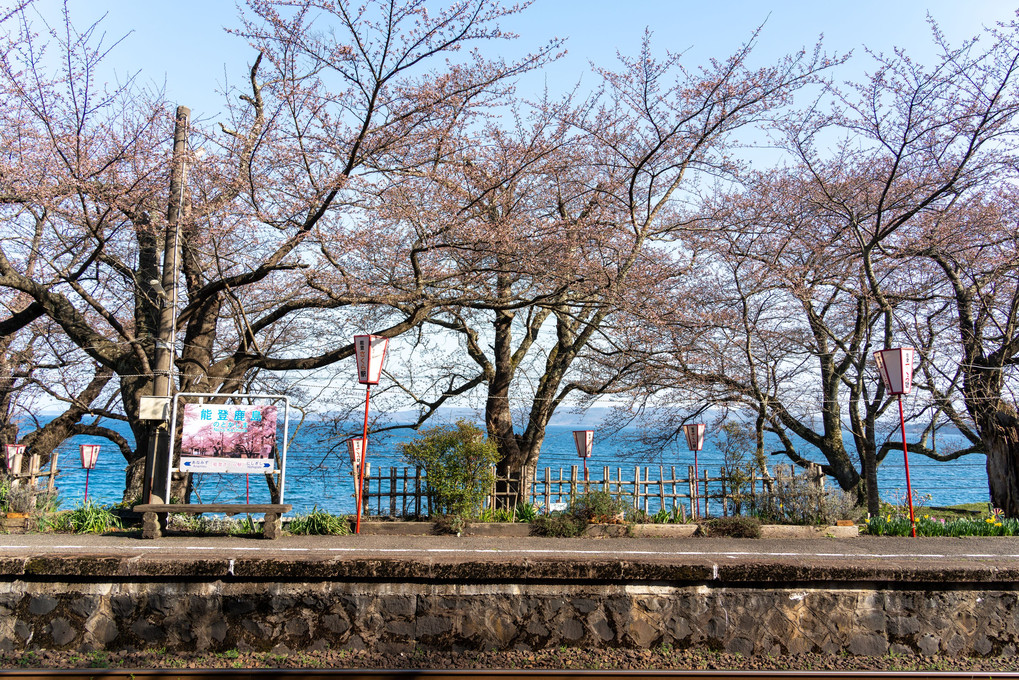 桜が芽吹き春を告げる海風の駅