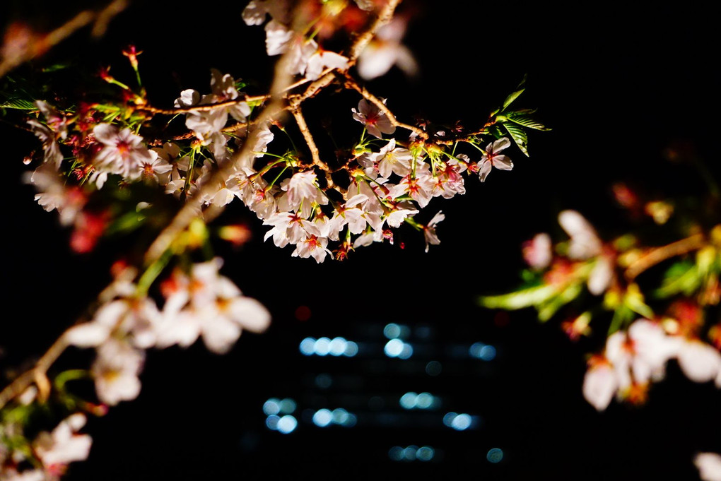 桜とオフィスの灯り