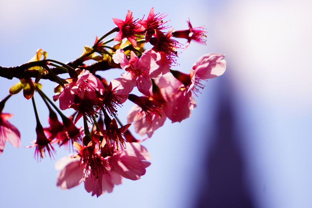 「講師と行く　桜色を撮る＠新宿の公園編」
